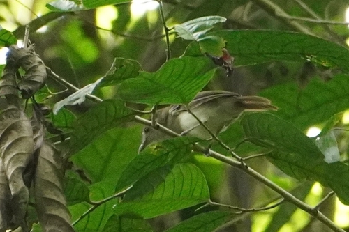 Sooty-capped Babbler (Malacopteron affine), photo 2