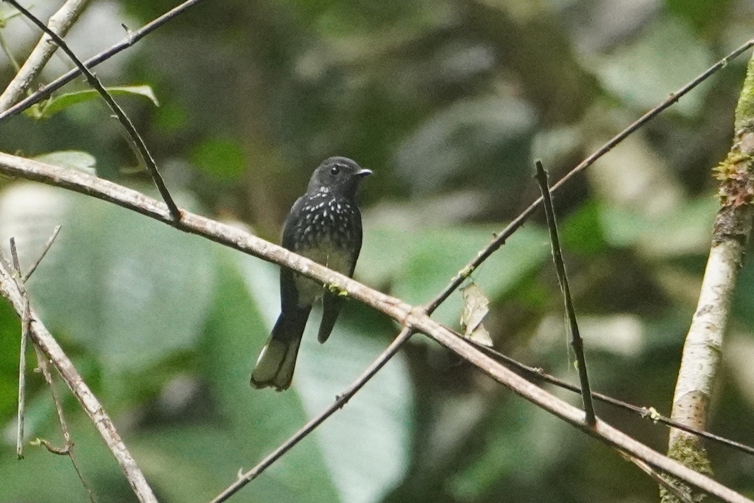 Spotted Fantail (Rhipidura perlata), photo 3
