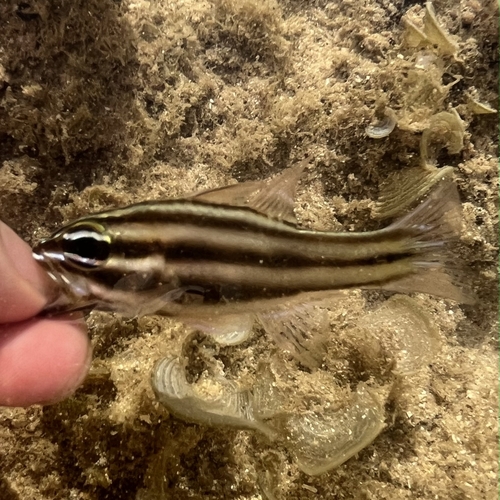 Ostorhinchus novemfasciatus observed 2026-07-03