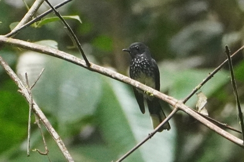 Spotted Fantail (Rhipidura perlata), photo 4