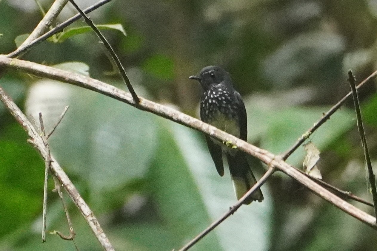 Spotted Fantail (Rhipidura perlata), photo 4