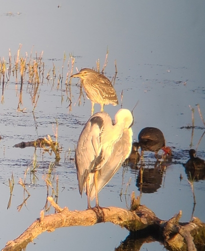 Black-crowned Night Heron