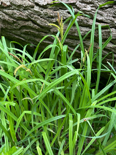 Carex amplifolia, photograph 3