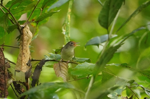 Scaly-crowned Babbler (Malacopteron cinereum), photo 8