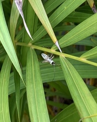 Chlorophorus annularis