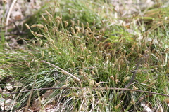 Carex pediformis macroura