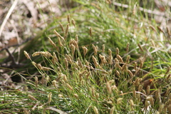 Carex pediformis macroura