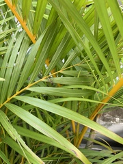 Chlorophorus annularis