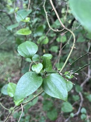 Smilax excelsa, photograph (c) Наталья Пикалова, some rights reserved (CC BY)