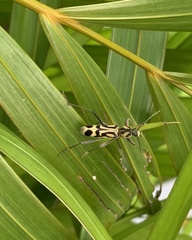 Chlorophorus annularis