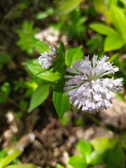 Asperula taurina