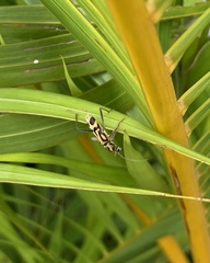 Chlorophorus annularis