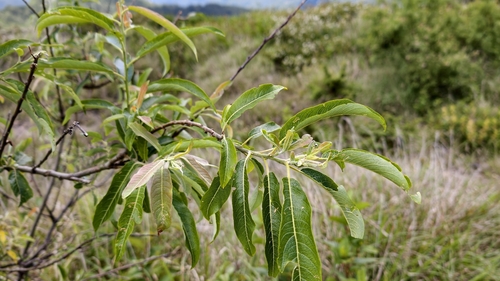Salix fulvopubescens, photograph 2