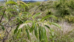 (c) 葉淑蓮, some rights reserved (CC BY) Salix fulvopubescens, photograph (c) 葉淑蓮, some rights reserved (CC BY)