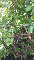 Sideroxylon inerme inerme