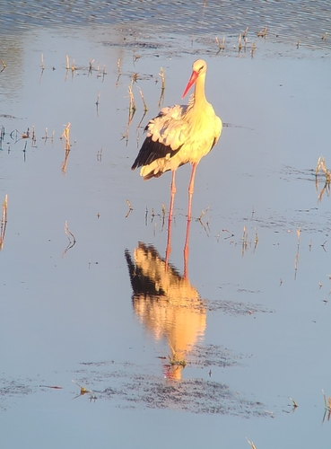 White Stork