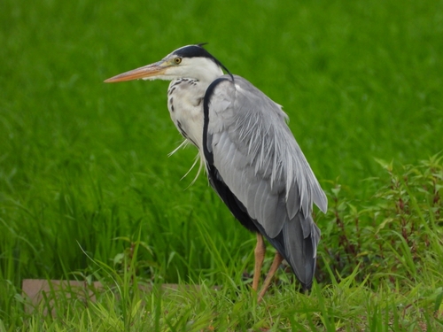 Eastern Grey Heron