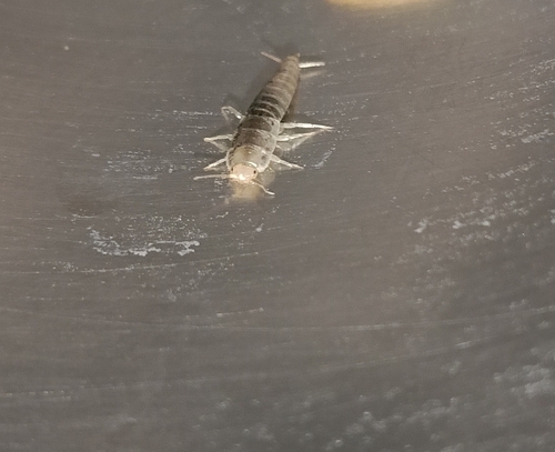 Ghost Silverfish Complex