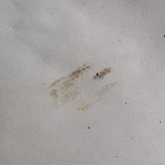 Vulpes vulpes crucigera