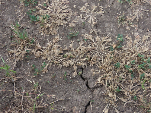Sclerochloa dura, 2026-07-03