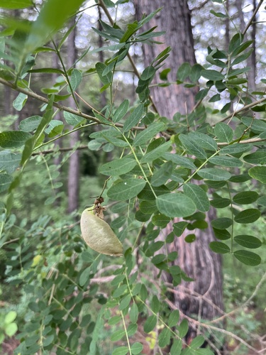 Colutea cilicica, photograph 6