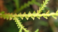 Selaginella heterostachys