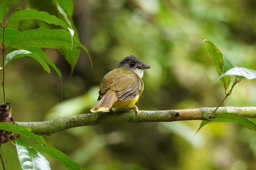 Yellow-bellied Bulbul (Alophoixus phaeocephalus), photo 2
