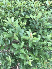 Syzygium formosanum