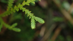 Selaginella heterostachys