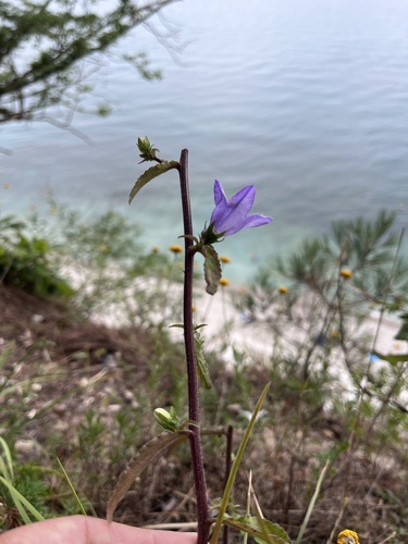 Campanula komarovii, photograph 3