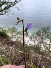 Campanula komarovii, photograph (c) Наталья Пикалова, some rights reserved (CC BY)