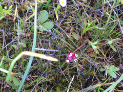 Trifolium depauperatum