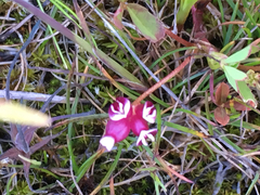 Trifolium depauperatum