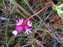 Trifolium depauperatum