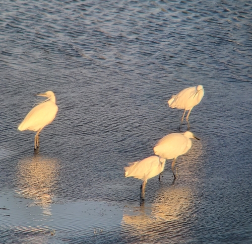 Little Egret