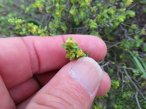 thyme riceflower