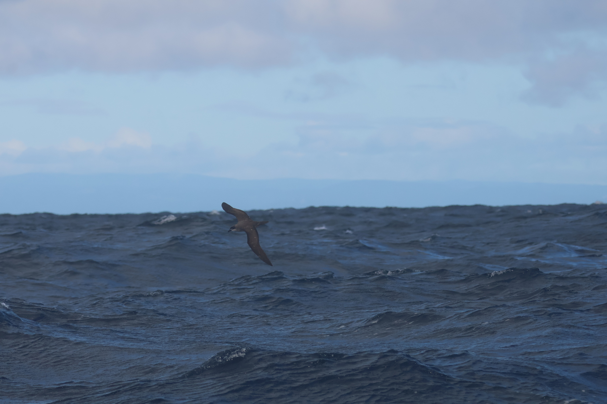 Herald Petrel (Pterodroma heraldica), photo 2