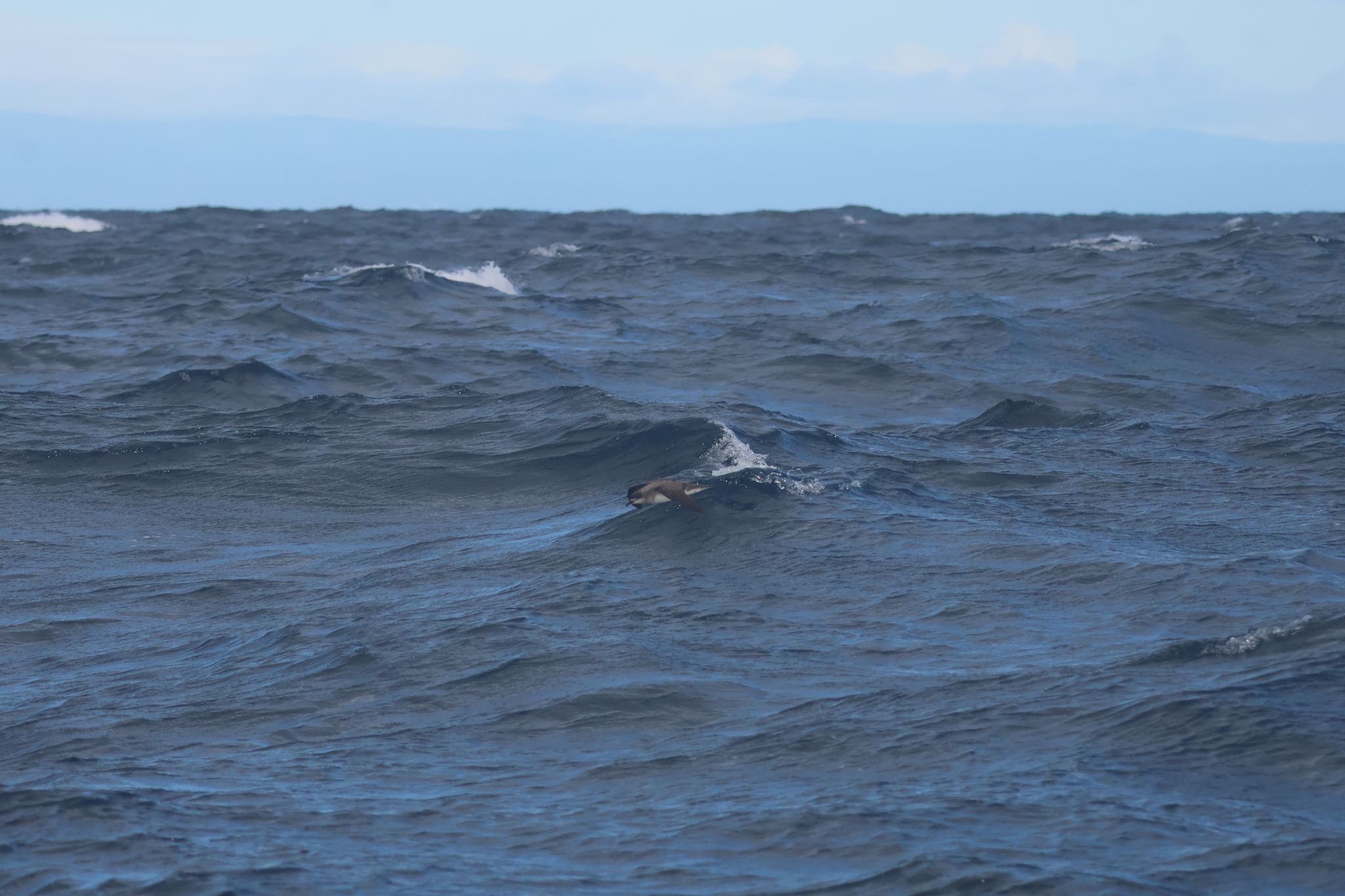 Herald Petrel (Pterodroma heraldica), photo 9