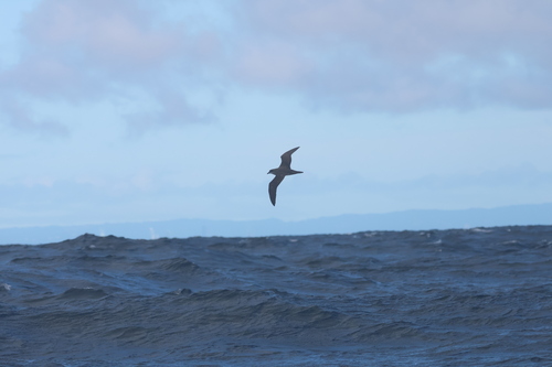 Herald Petrel (Pterodroma heraldica)