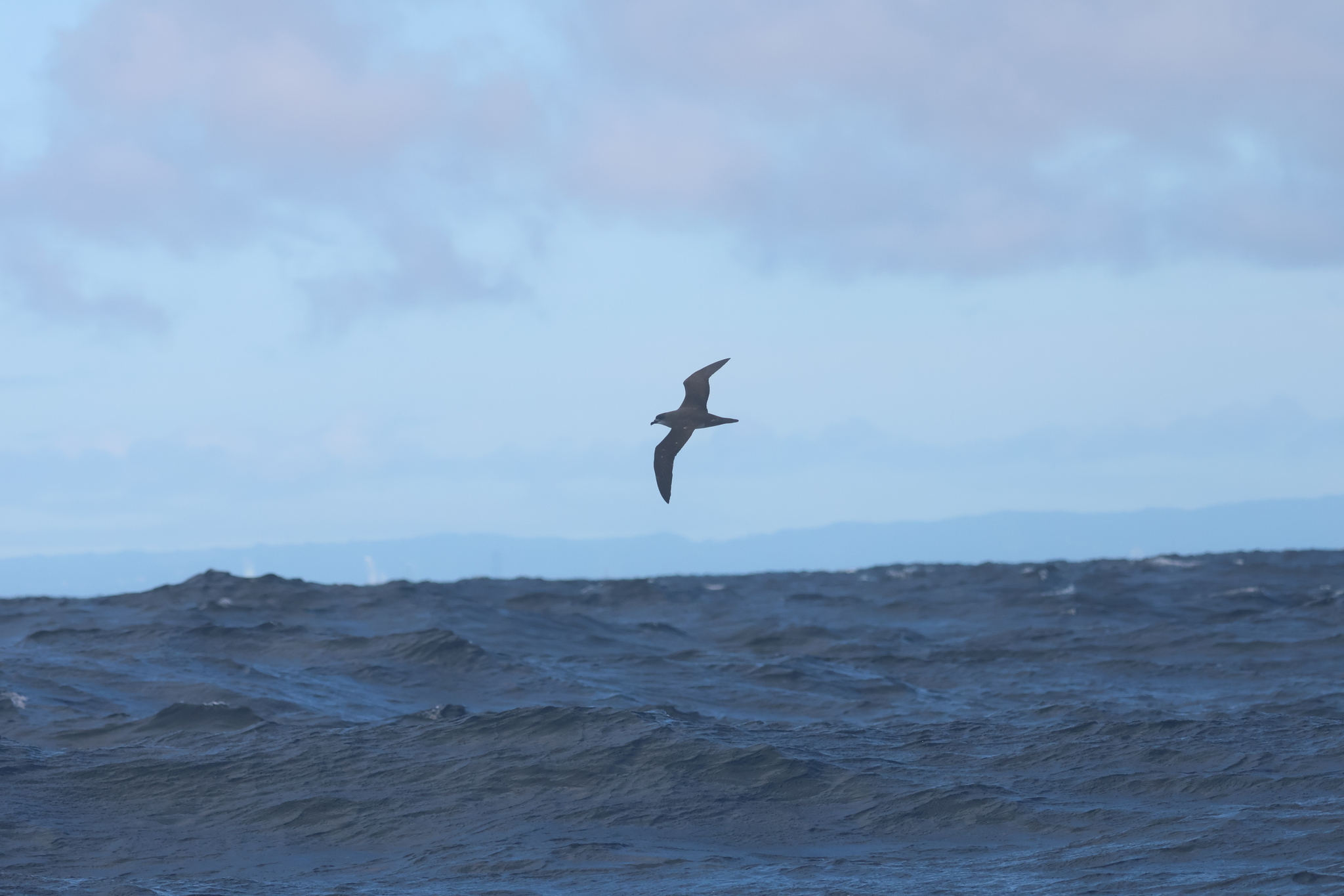 Herald Petrel (Pterodroma heraldica), photo 1