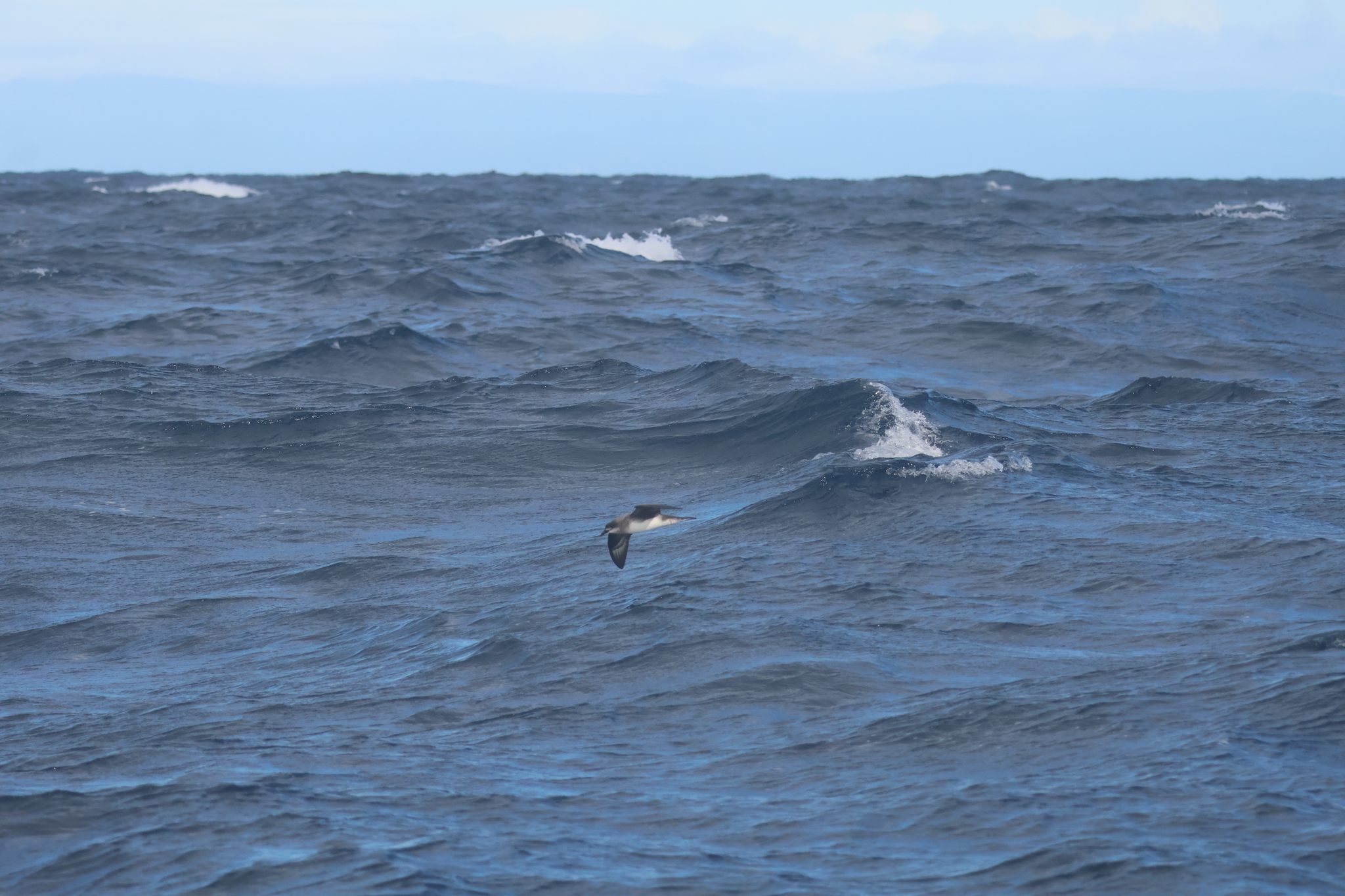 Herald Petrel (Pterodroma heraldica), photo 10