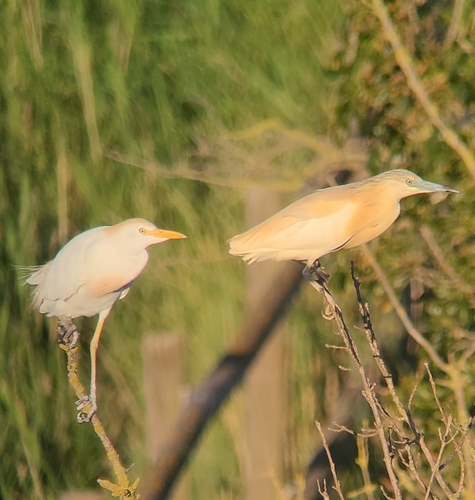 Western Cattle-Egret