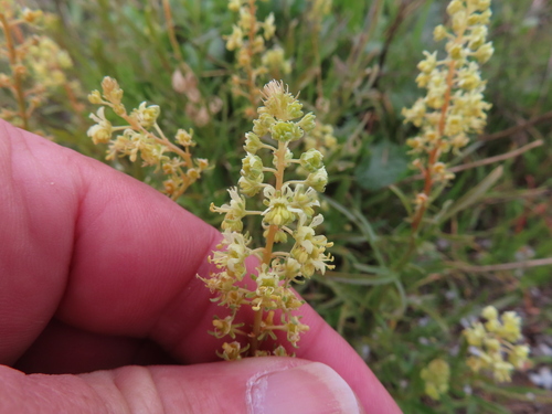 Wild Mignonette
