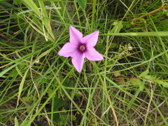 Convolvulus althaeoides althaeoides