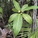 Ficus adenosperma - Photo (c) Aaron Bean, some rights reserved (CC BY-NC), uploaded by Aaron Bean