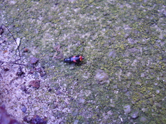 Anthocomus fasciatus