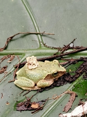 Kurixalus berylliniris