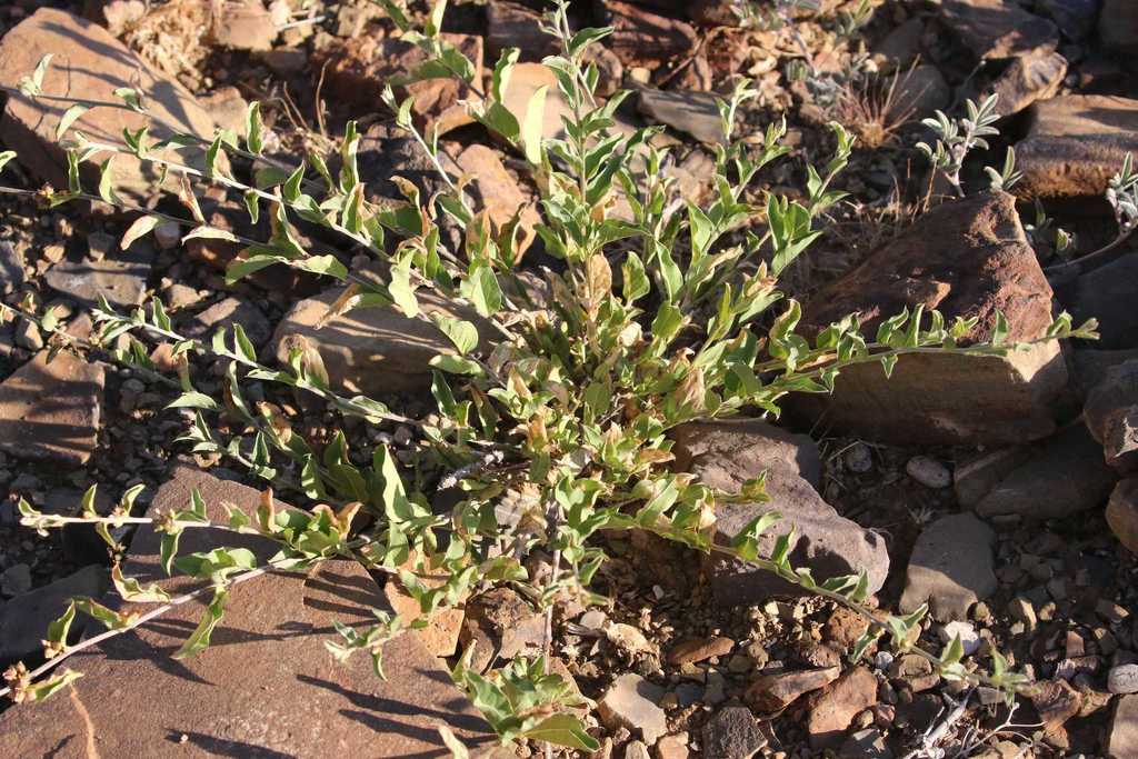 Seddera schizantha