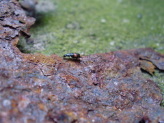 Anthocomus fasciatus