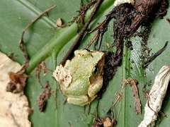 Kurixalus berylliniris